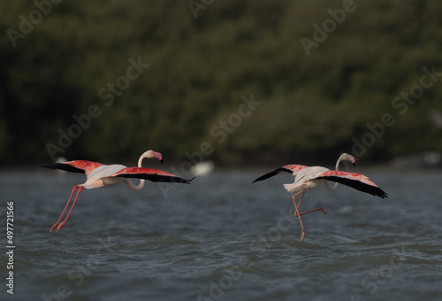 Greater Flamingos  landing at Eker creek in the morning, Bahrain