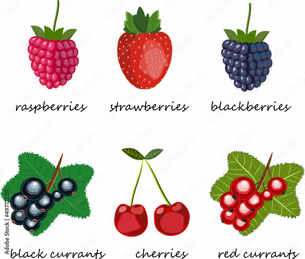 colorful set of garden berries with names colorful set of garden berries with names