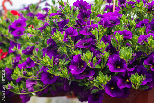 Violet Calibrachoas blooming in pot in spring