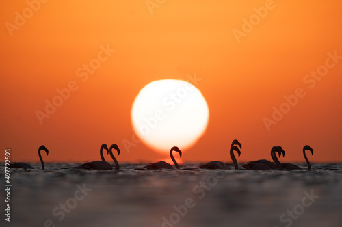 Greater Flamingos wading during sunrise at Asker coast of Bahrain