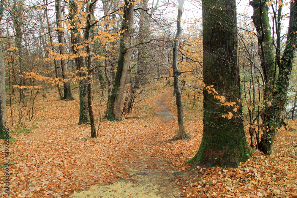 Fototapeta premium autumn in the forest