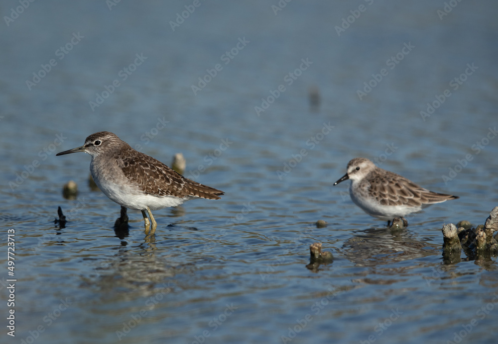 Wood Sandpiper with a little stint at the backdrop, Asker marsh, Bahrain Wood Sandpiper with a little stint at the backdrop, Asker marsh, Bahrain