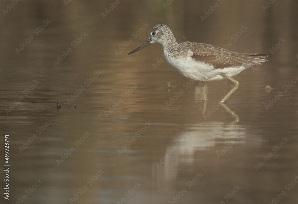 Common Greenshank at Asker Marsh, Bahrain Common Greenshank at Asker Marsh, Bahrain