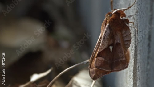 Newly emerged moth preparing for flight. photo