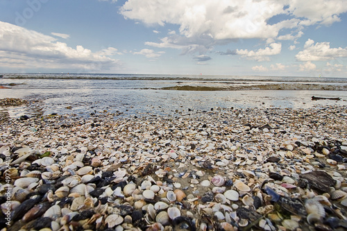 seashells on the seashore close up