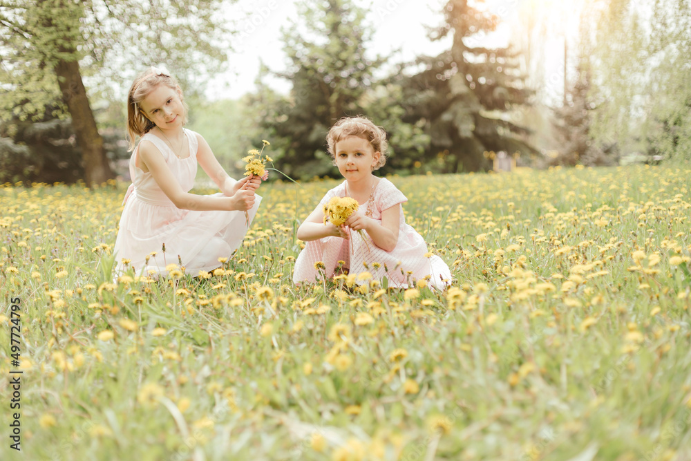 Fototapeta premium two little sisters picking dandelion flowers sitting in a meadow