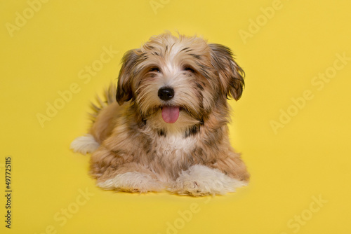 Beautiful happy reddish Havanese puppy dog , yellow background