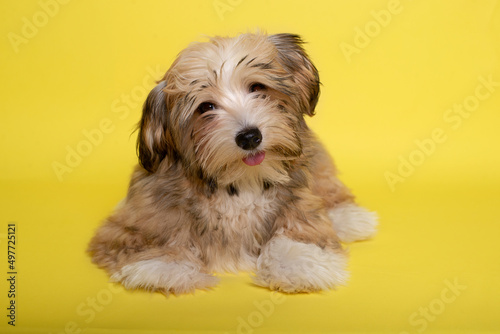 Beautiful happy reddish Havanese puppy dog , yellow background photo