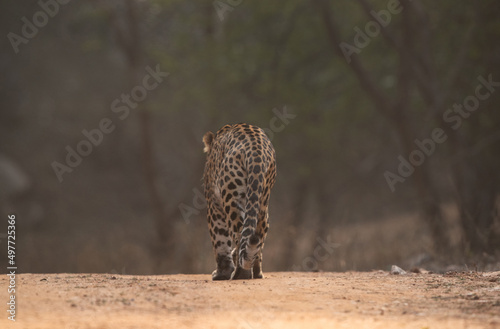 Closeup of a Leopard on walk  at Jhalana National Reserve, Jaipur