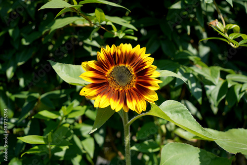 sunflower in the garden