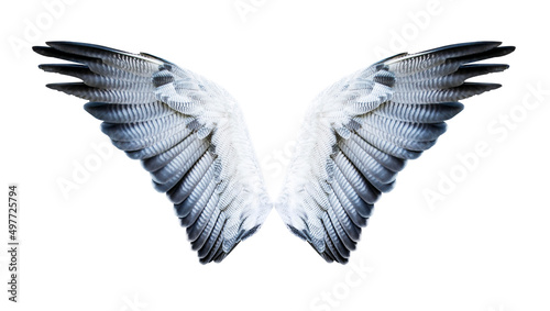 Pair of hawk wings isolated on white. Clipping path included.