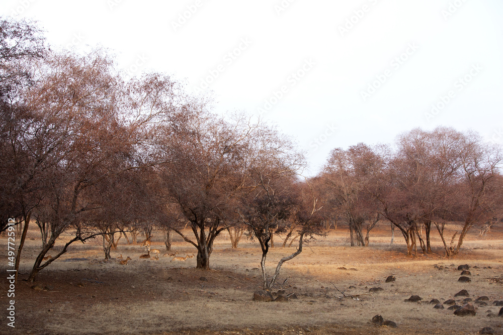 Cheetals resting in its habitat at Ranthambore National Park, India. Cheetals resting in its habitat at Ranthambore National Park, India.