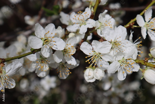 Plum flowers in the spring