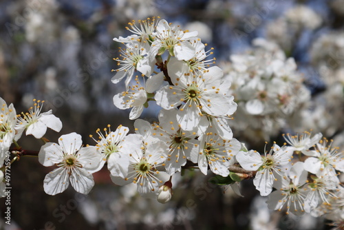 Plum flowers in the spring