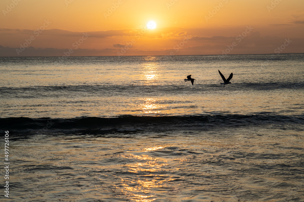 Fototapeta premium birds and seagulls in the orange sunset in front of the beach