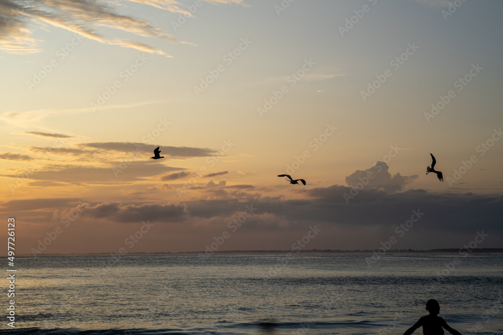 birds and seagulls in the orange sunset in front of the beach