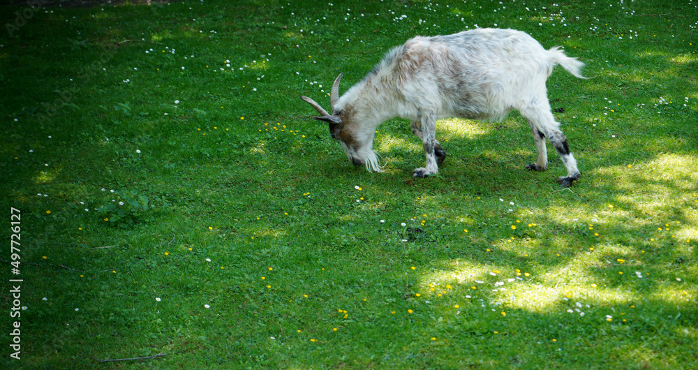 Fototapeta premium goat on the meadow