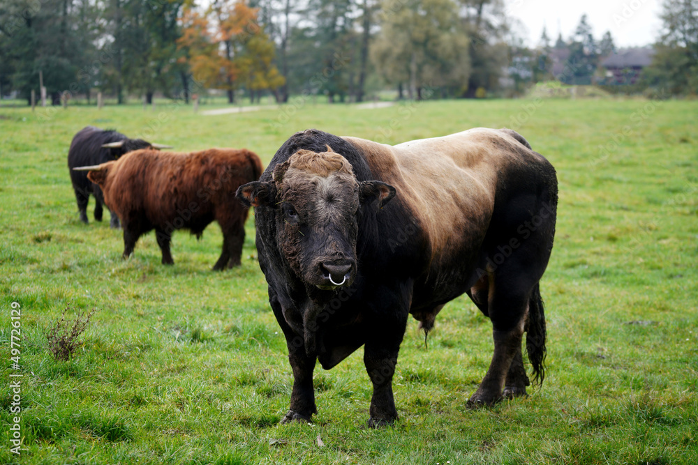 cows in the meadow