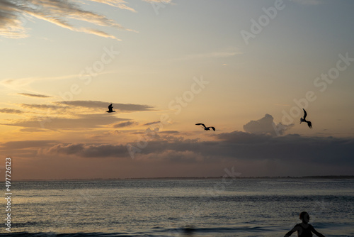 birds and seagulls in the orange sunset in front of the beach © Rodrigo