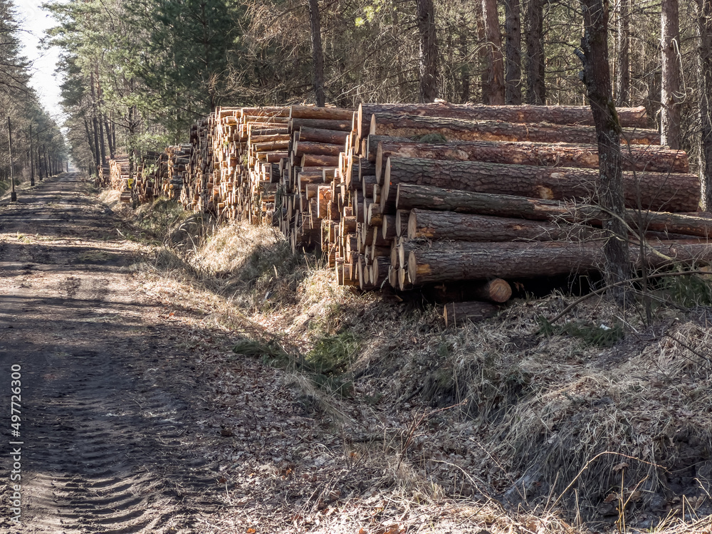 Storage of wood prepared for transport from the forest on piles Storage of wood prepared for transport from the forest on piles