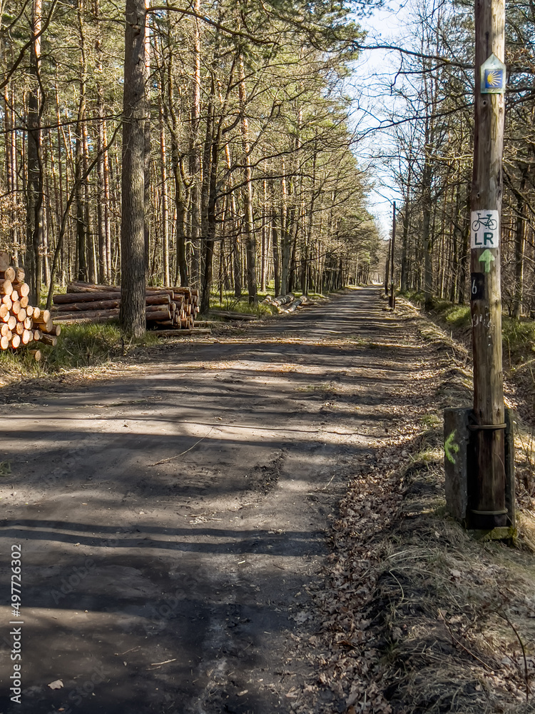 A forest bicycle path with a surface damaged by the passage of forest vehicles