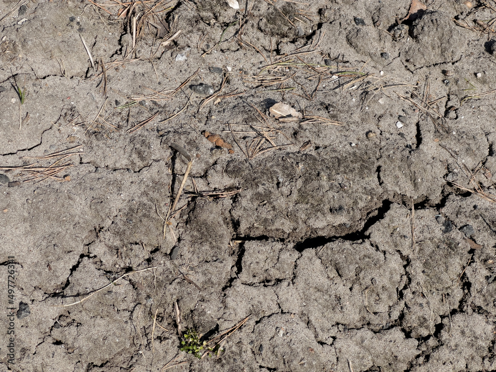 Drought. The ground surface is cracked from drought after a snowless, dry winter. Single plants sprout shyly.
