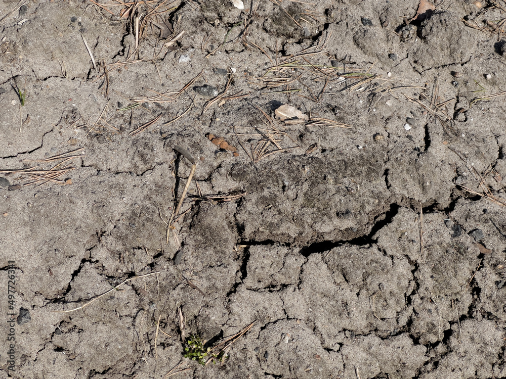 Drought. The ground surface is cracked from drought after a snowless, dry winter. Single plants sprout shyly. Drought. The ground surface is cracked from drought after a snowless, dry winter. Single plants sprout shyly.