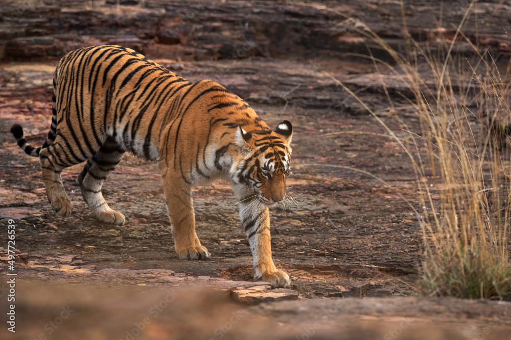 Tigress moving down the rock at Ranthambore Tiger Reserve, India Tigress moving down the rock at Ranthambore Tiger Reserve, India
