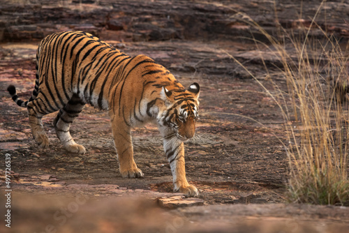 Tigress moving down the rock at Ranthambore Tiger Reserve  India