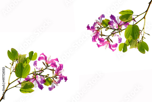 Branches of pink flowers bloom in summer on white background