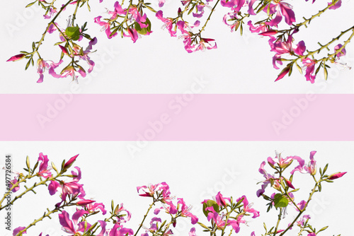 Branches of pink flowers bloom in summer on white background concept for cards