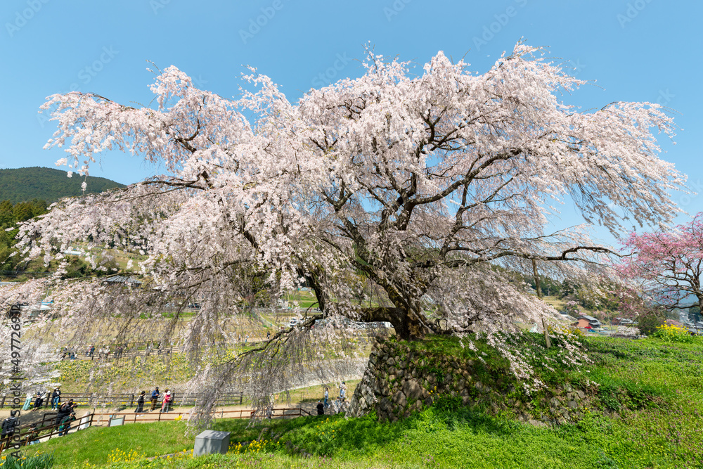Full blooming of three hundred year old cherry tree in Uda city, Nara, Japan Full blooming of three hundred year old cherry tree in Uda city, Nara, Japan