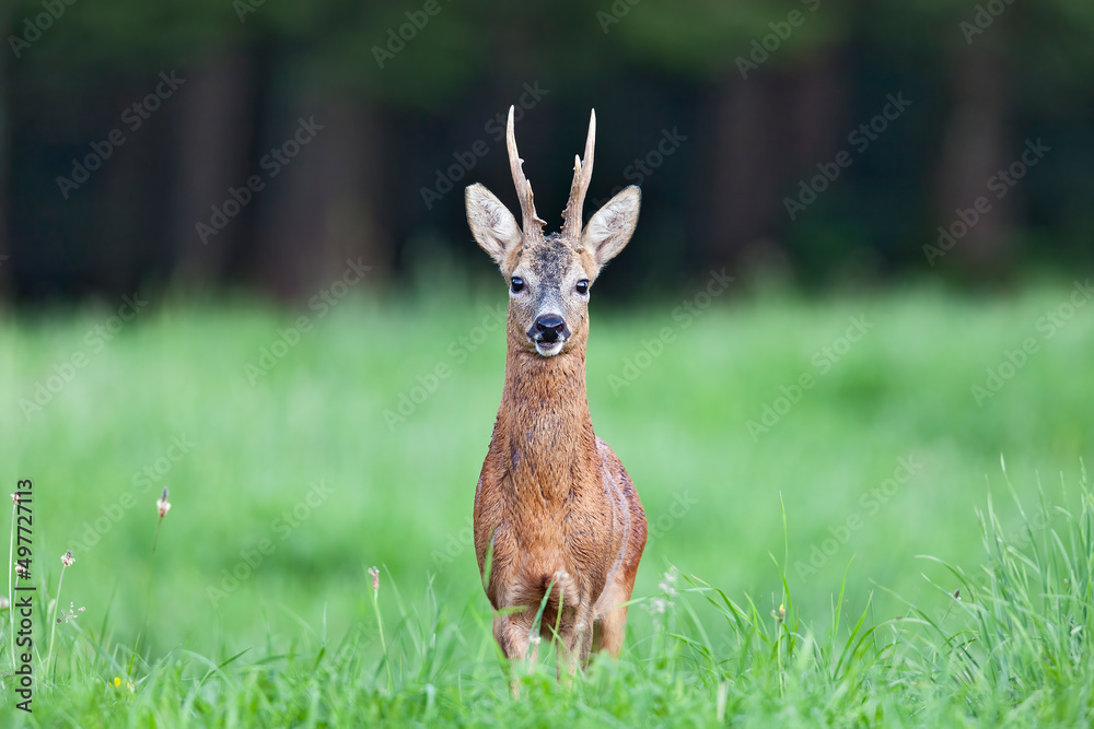 Chevreuil (Capreolus capreolus) portrait de brocard en été. Alpes.France