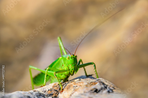 Green grasshopper macro - grasshopper on a rock