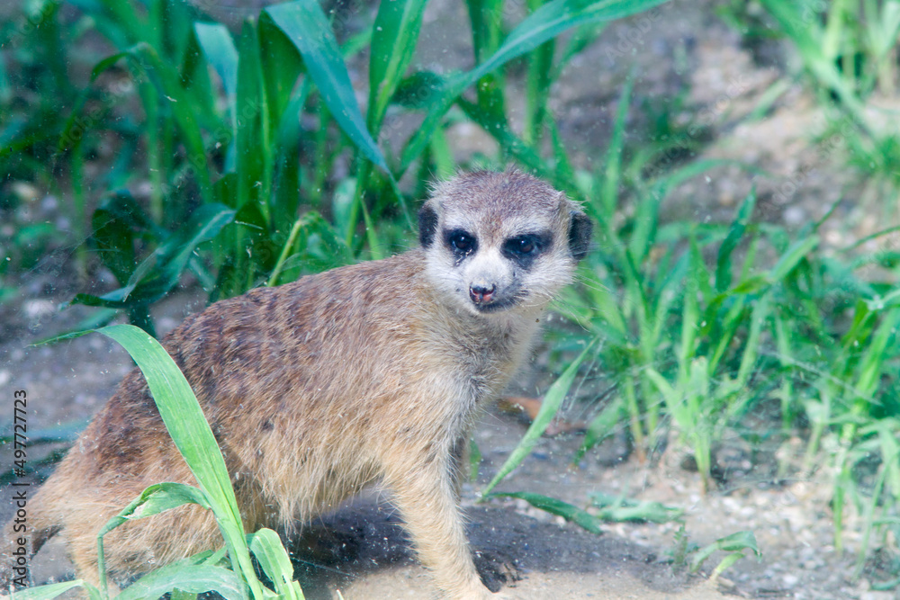 Fototapeta premium meerkat on guard duty
