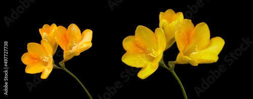 Banner with yellow freesia flowers, close-up, isolated, black background. Spring flowers