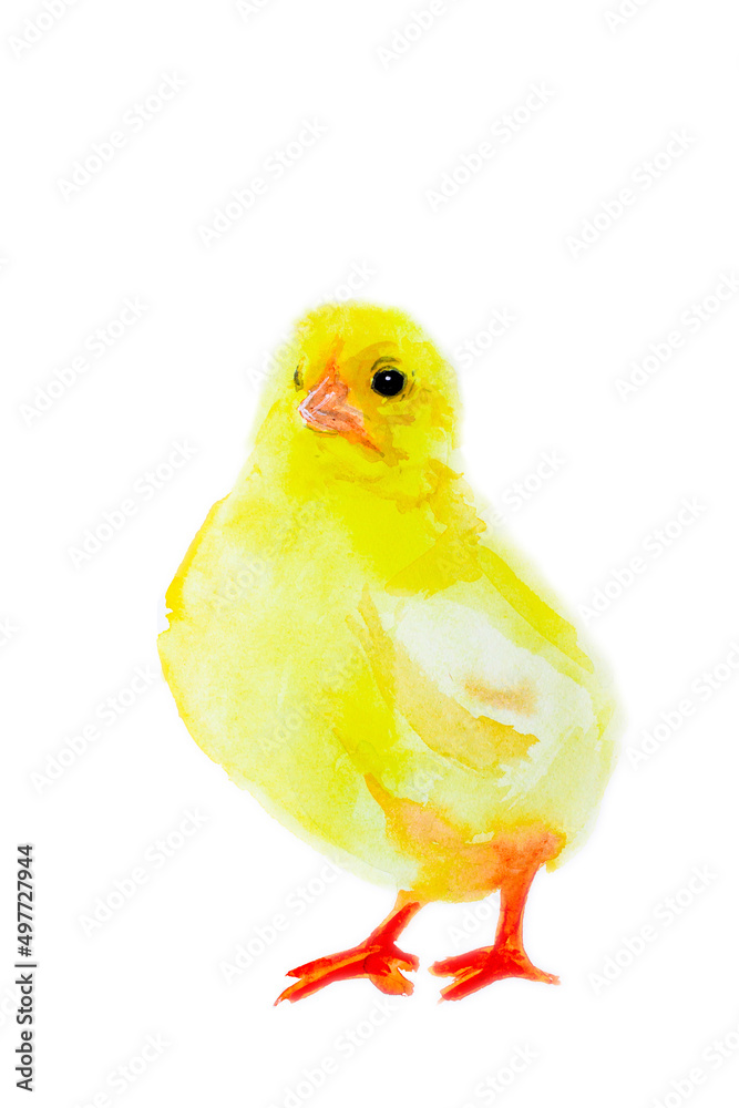 Just a hatched chicken, a yellow chick. The kid is small. Easter. Yellow little chick on a white background. Watercolor Just a hatched chicken, a yellow chick. The kid is small. Easter. Yellow little chick on a white background. Watercolor