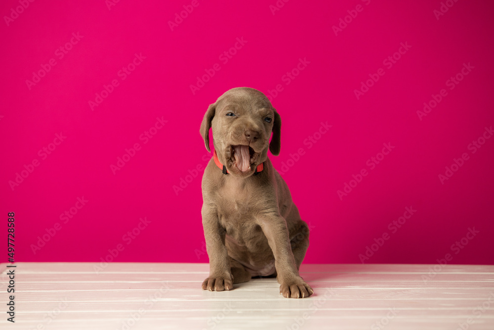 Adorable cute weimaraner puppy on pink background Adorable cute weimaraner puppy on pink background
