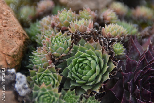 close up of a cactus plant