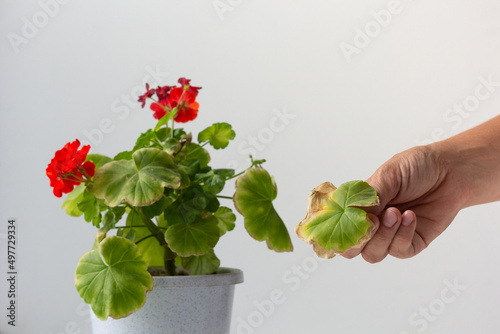 Woman hand holding cutting yellow leaf of blooming geranium damaged