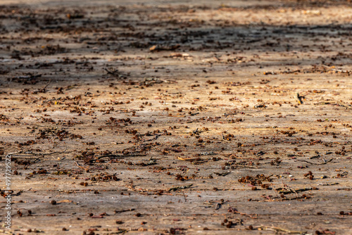 Close up photo of brown aged old hardwood floor outside covered with brown alder tree cones and catkins at early spring. Open air stage wooden stage after windy day. Wooden texture background 