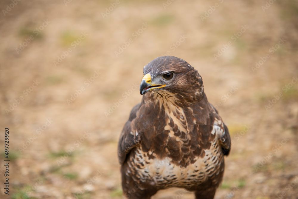 bird of prey Sparrowhawk bird of prey Sparrowhawk