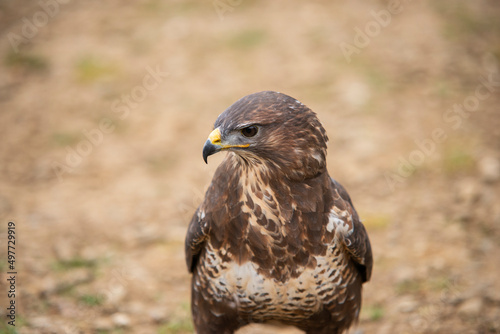 bird of prey Sparrowhawk