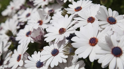 Many beautiful blooming white flowers osteospermum