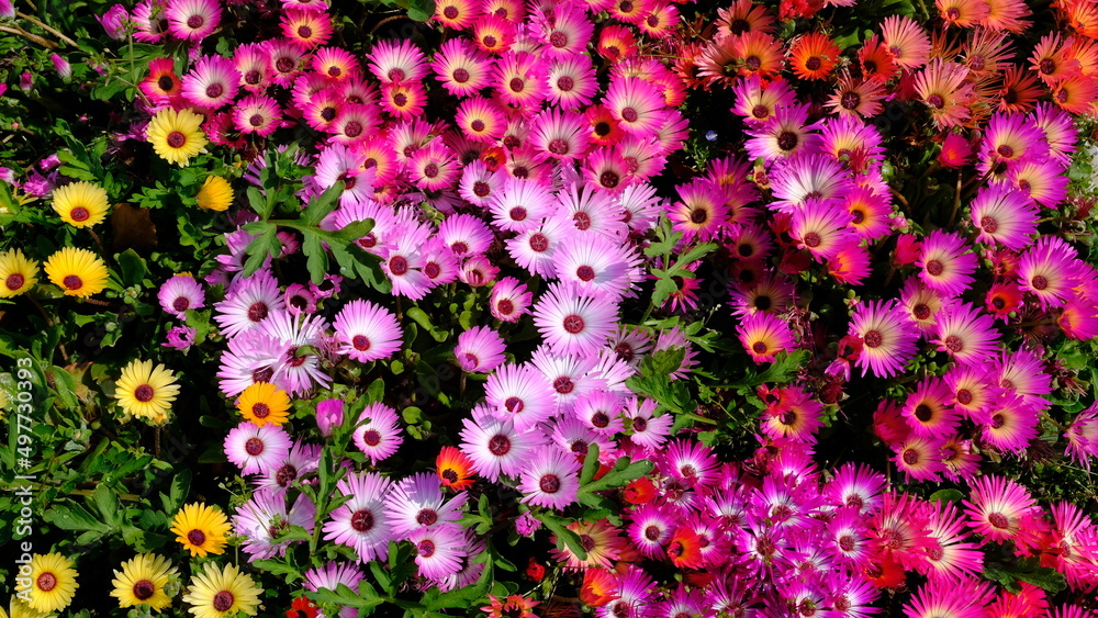 Fototapeta premium 花