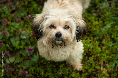 portrait of a puppy