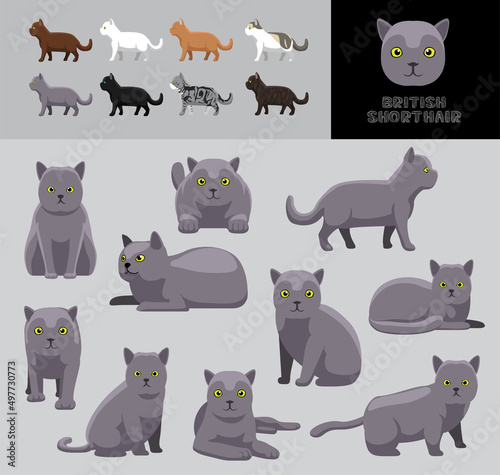 Fototapeta Naklejka Na Ścianę i Meble -  Cat British Shorthair Cartoon Vector Illustration Color Variation Set