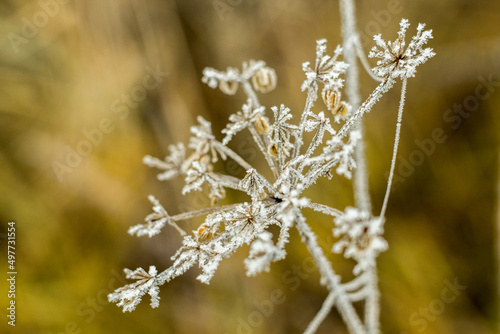 frost on the flowers