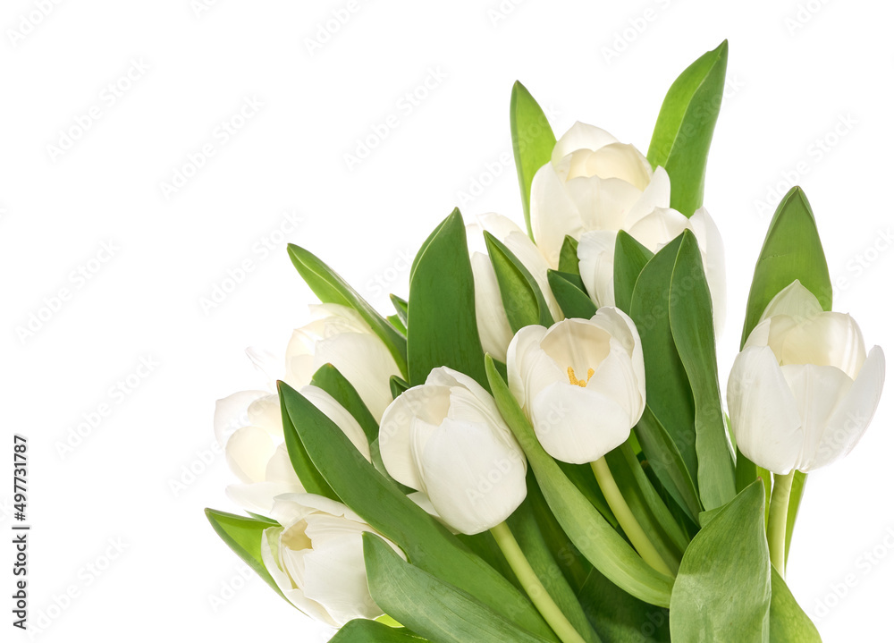 Fresh white tulips isolated on the white background Fresh white tulips isolated on the white background