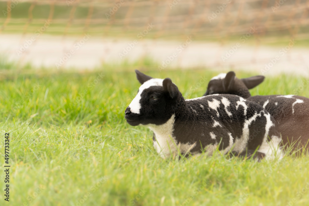 Cute little lambs and sheep in black and white on fresh spring green meadow in the sun